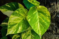 Epipremnum Aureum
